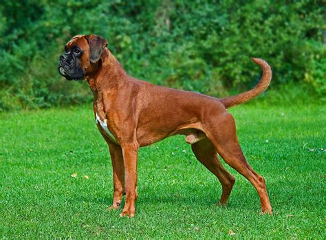 Boxer Dog Might Be The Right Breed For You Here Is The Information