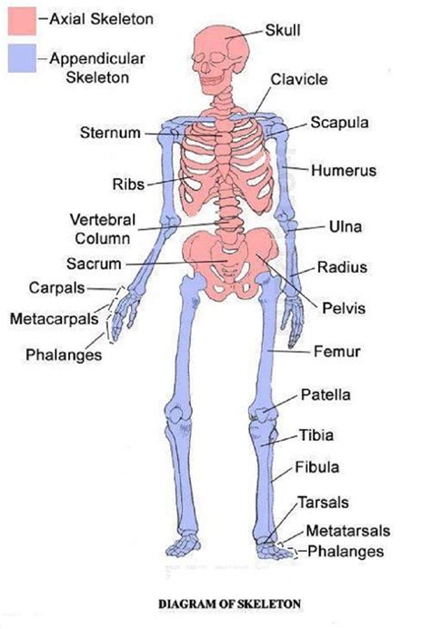 Skeleton Axial And Appendicular พยาบาล ร่างกาย การเรียนรู้