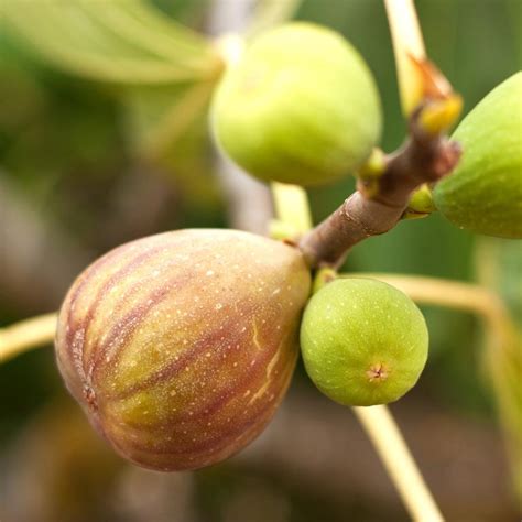 Brown Turkey Fig Trees For Sale