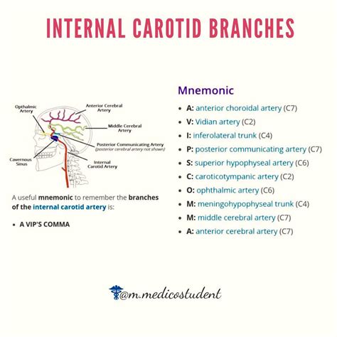 Among two concluding branches of the common carotid artery is the internal carotid artery but it is comparatively more straight. Medico Student - The internal carotid then divides to form ...