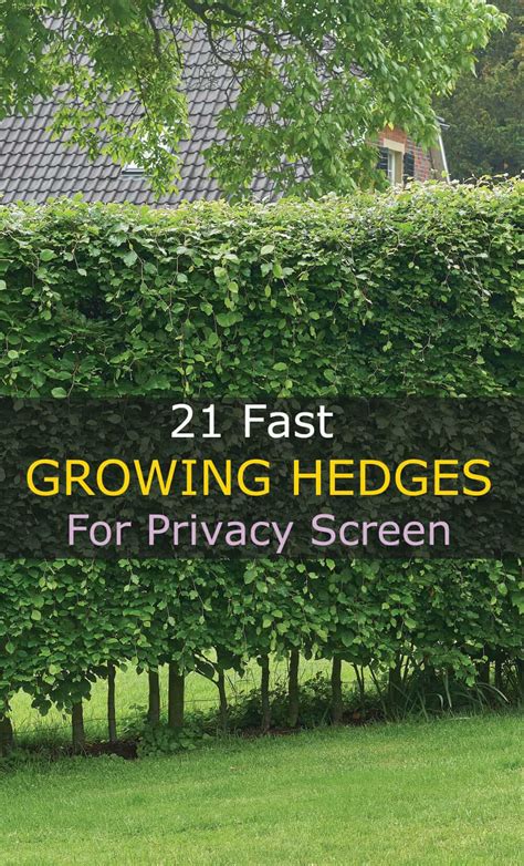 13 Fast Growing Hedges For Privacy Screens Hort Zone