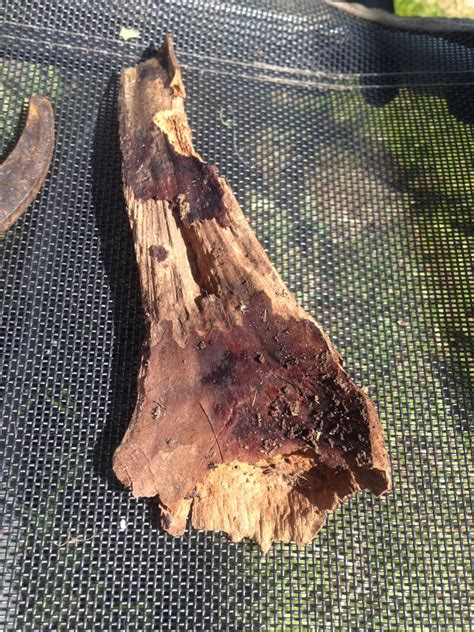 Is This Tree Bark Or Bone I Found In My Garden I Found This Bark