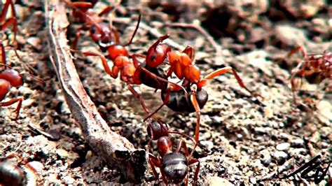 Ants Having Sex Hd Youtube Youtube