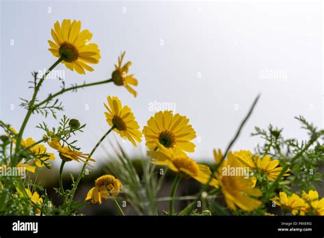 Wild Yellow Daisies Hi Res Stock Photography And Images Alamy