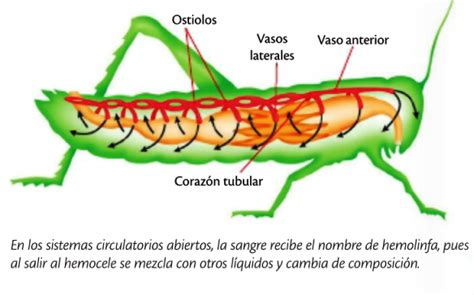 Sistema Circulatorio De Los Insectos Cuerpo Humano
