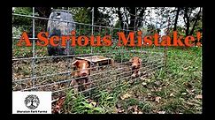 Big Farming Mistake - Berkshire Duroc Piglet