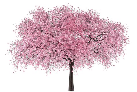 cherry blossom tree png 1627 download