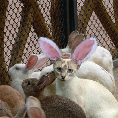 14 Best Images About Cats In Bunny Ears On Pinterest Too