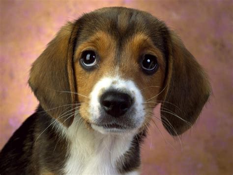 かわいい子犬写真壁紙 4 1024x768 壁紙ダウンロード かわいい子犬写真壁紙 動物 壁紙 V3の壁紙