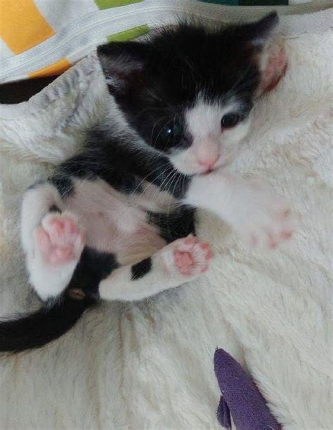 Miracle Preemie Kitten With The Heart Of A Warrior Love Meow Cute