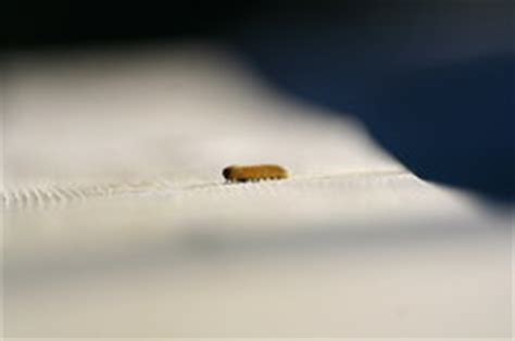 Schutzgitter an fenster und türen halten ein großteil der insekten aus dem die öle des holzes können den befall kleiner larven verhindern. Larven in der Wohnung - Bekämpfungstipps