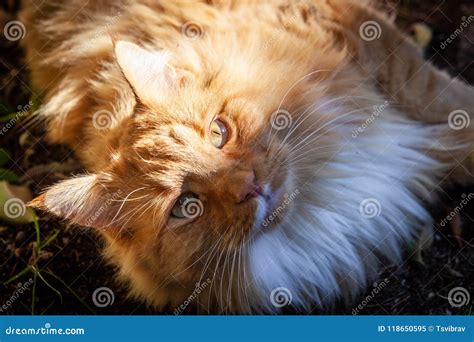 Ginger Cat Staring Intensely Into The Camera Stock Image Image Of