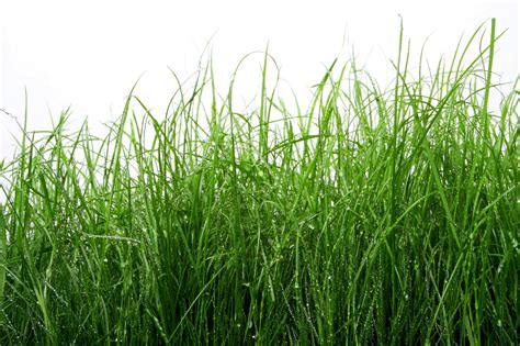 Tall Grass Wallpaper