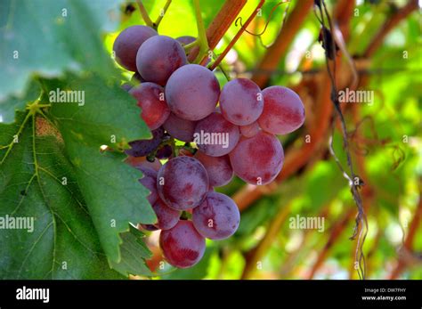 Grapes On The Vine Hi Res Stock Photography And Images Alamy