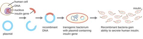 Molecular Cloning Microbes And The Tools Of Genetic By Openstax