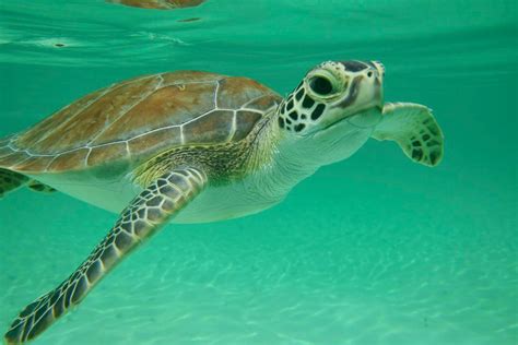 Swim With Sea Turtles Private Boat Tour Bahamas