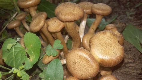 Gymnopilus Sp Missouri Mushroom Hunting And Identification