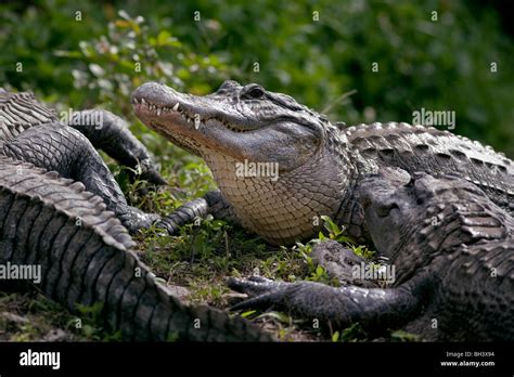 American Alligator Alligator Mississippiensis Stock Photo Alamy