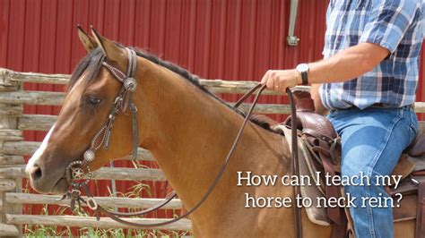 Exercises For Teaching Your Horse How To Neck Rein