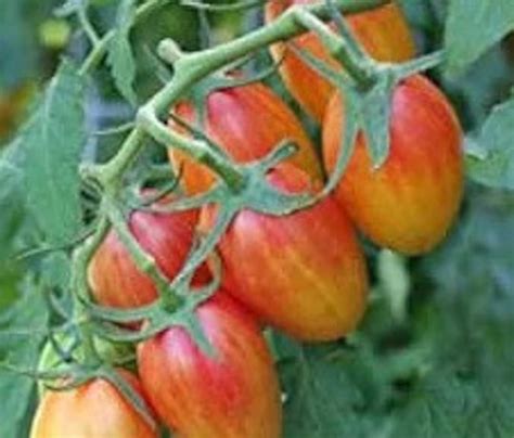 Tiger Blush Tomato Seeds Etsy
