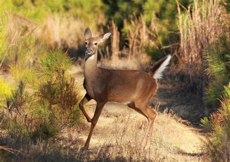 White Tailed Deer Population Explodes At Wild Basin Hilltop Views