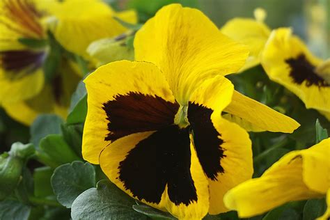 Yellow Pansies Flowers Free Photo On Pixabay Pixabay