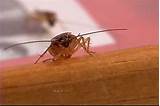 Photos of Cockroach Vs Beetle