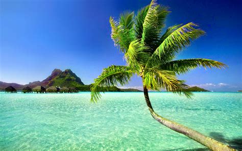 28 Tropical Retro Backgrounds Wallpapers Images Pictures Design