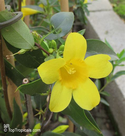 Gelsemium Sempervirens Yellow Jessamine Carolina Jasmine Trumpet Flower