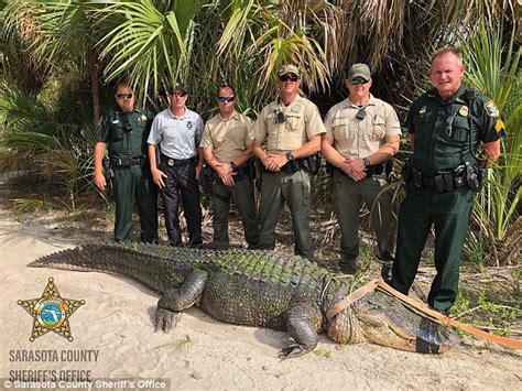 Sheriffs Deputies In Florida Capture 13 Foot Alligator Suspected Of