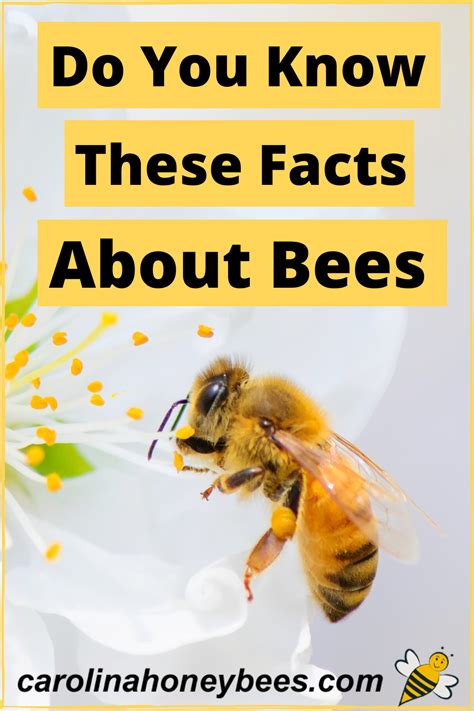 Interesting Facts About Honey Bees Honey Bee Facts Bee Facts Honey Bee