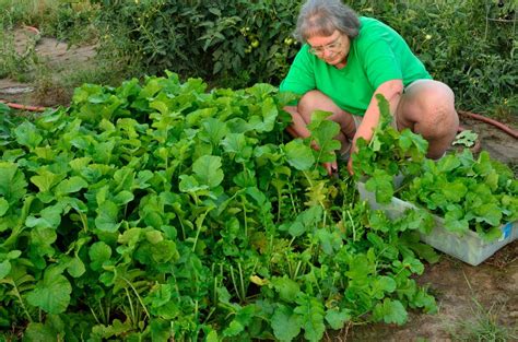 a washington post article about carol deppe an oregon gardening hero backyard growing toby is