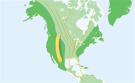North American Bird Migration The 4 Flyways