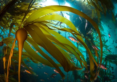 The Hidden Life Of Kelp How Sea Otters Urchins And Starfish Make