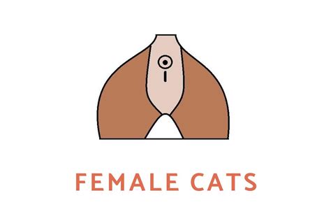How To Tell The Difference Between Male Vs Female Kittens Sexing Cats With Pictures