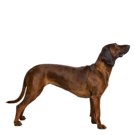 Bavarian Mountain Scenthound Breed Information And Insights Basepaws