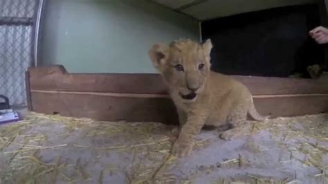 Lion Cubs At Taronga Zoo Youtube