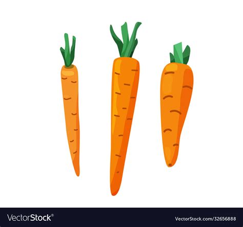Three Carrots With Cut Leaves In Bright Color Vector Image