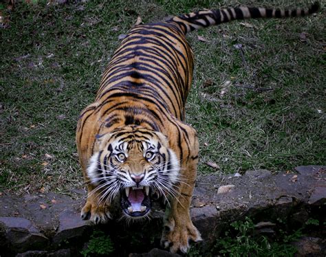 Tiger Sumatran Scream Animals Beautiful Animals Wild Wild Cats