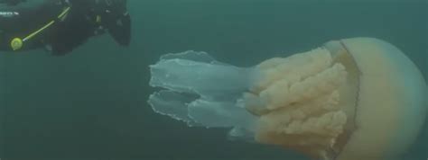 Holy Feck Human Sized Giant Jellyfish Spotted Off English Coast