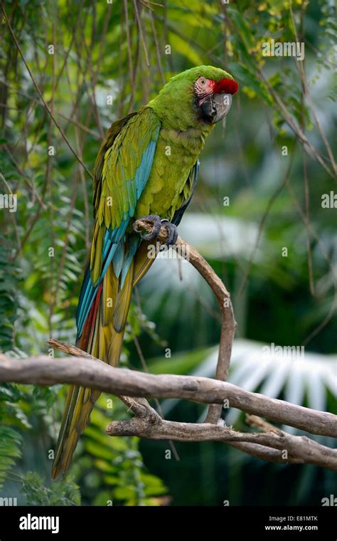 Great Green Macaw Ara Ambiguus Bali Indonesia Stock Photo Alamy