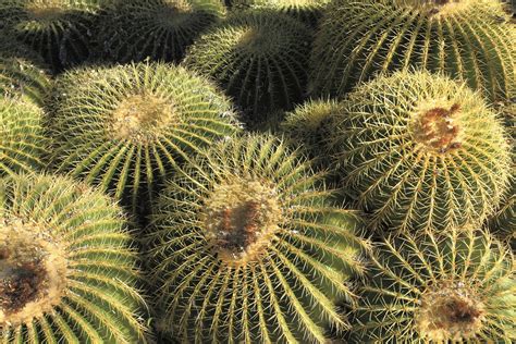 Barrel Cactus The Bluest Sky