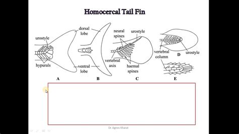 5 Study Of Types Of Tail Fins In Fishes Homocercal Heterocercal