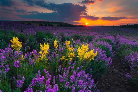 Landscape In Yellow And Violet Evgeni Dinev Photography