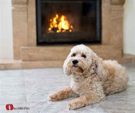 7 Ways To Make Your Pets Feel Comfortable At Home Miles With Pets