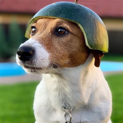 14 Funny Jack Russell Terriers Who Will Make You Smile The Paws