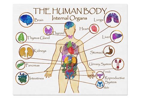 Human Organs Poster Medical Print Medical Wall Art Human Etsy