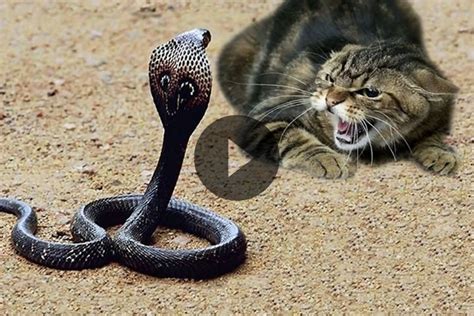 Intense Battle Cat Vs Snake