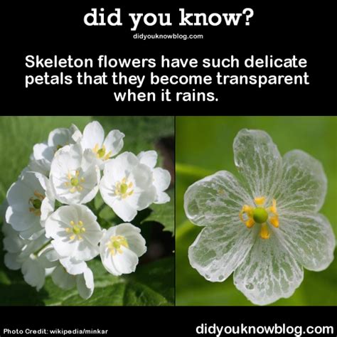 Skeleton Flowers Have Such Delicate Petals That In 2020 Wtf Fun