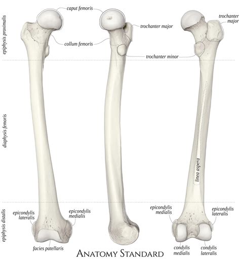 Femur Thigh Bone